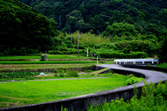 田舎道