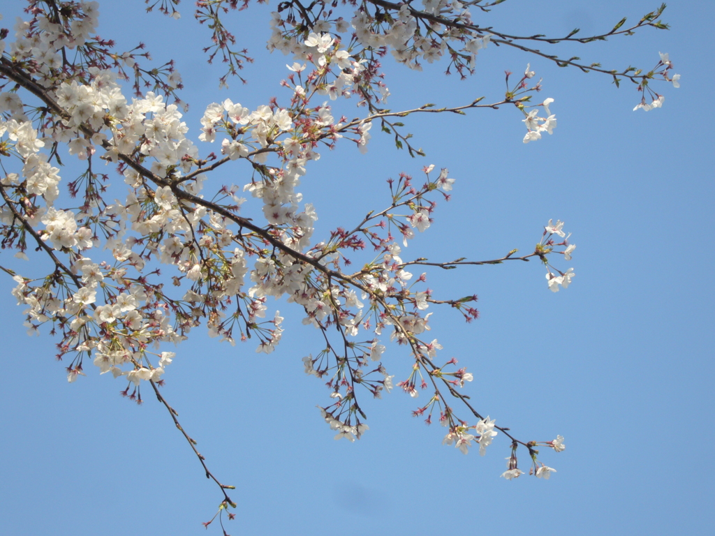 初ライカでニーナの桜