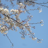 初ライカでニーナの桜