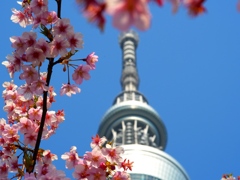 skytree