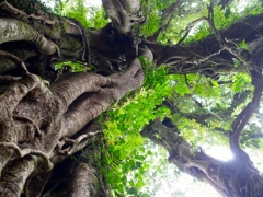 gaju maru
