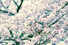 sakura2015