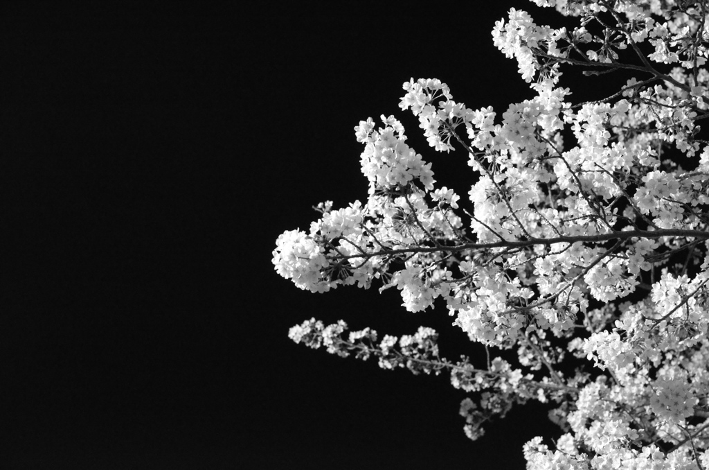 夜桜