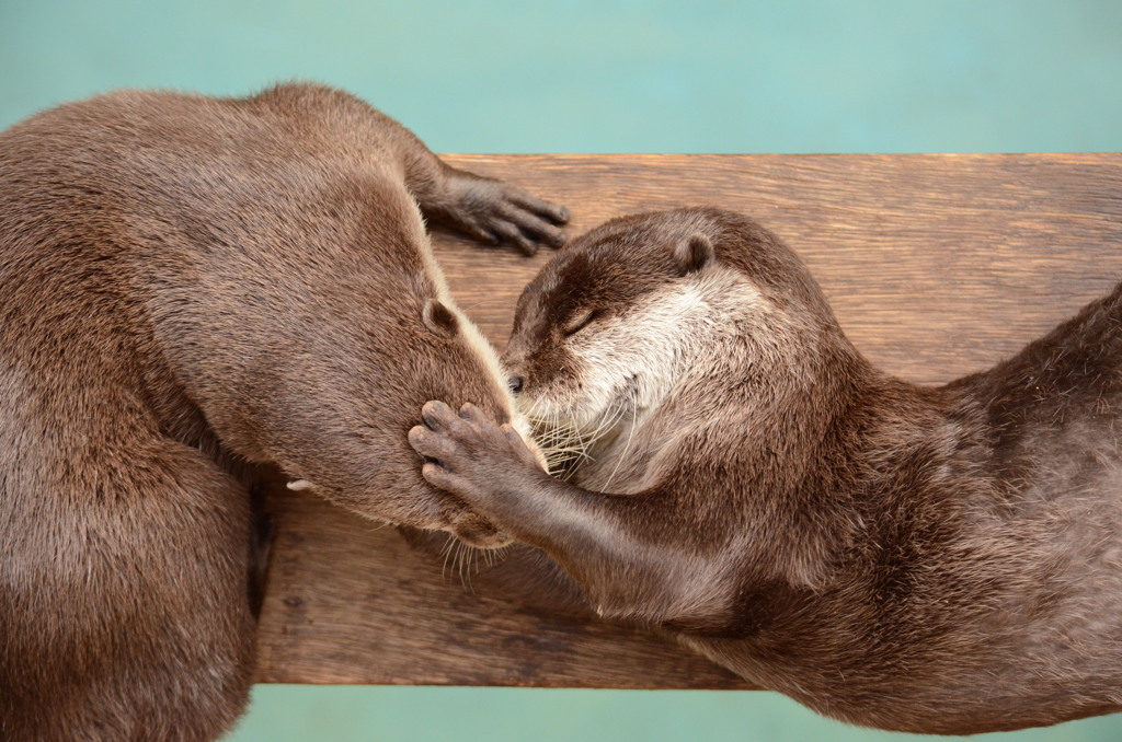 カワウソ