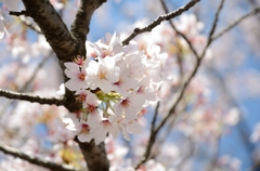通勤途中の桜