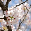 通勤途中の桜