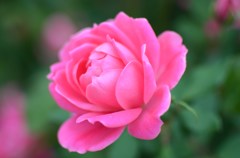 バラ園で初撮り