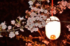 夜桜と提灯