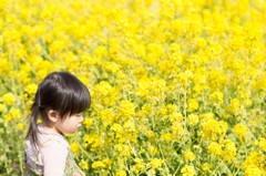 なのはな、なのはな！