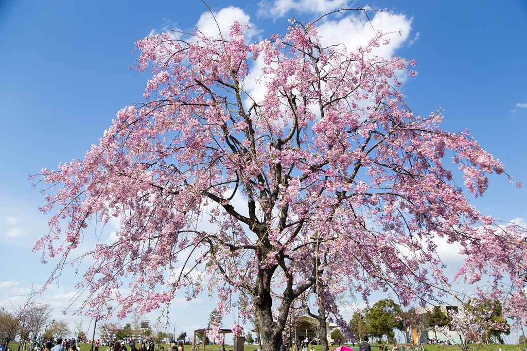 舎人公園、しだれ桜