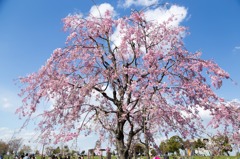 舎人公園、しだれ桜