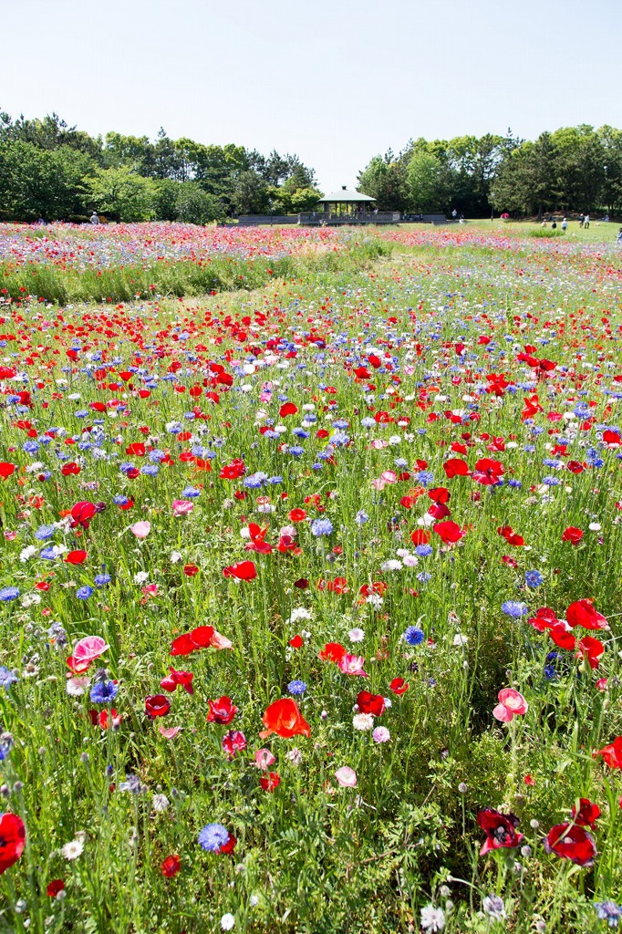 ポピー、ポピー。