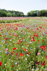 ポピー、ポピー。