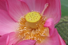 I worship the lotus！