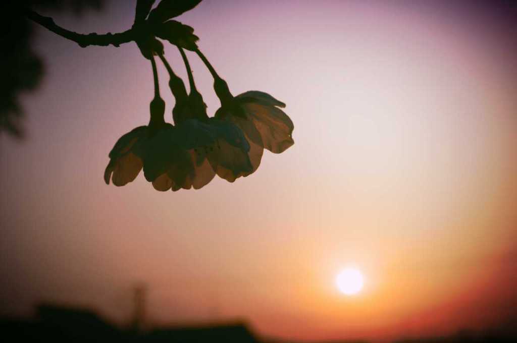 新たな光、輝く花