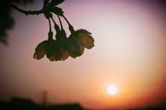 新たな光、輝く花