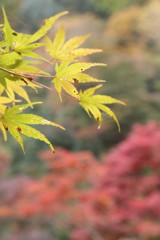 161113鳥居観音（紅葉）