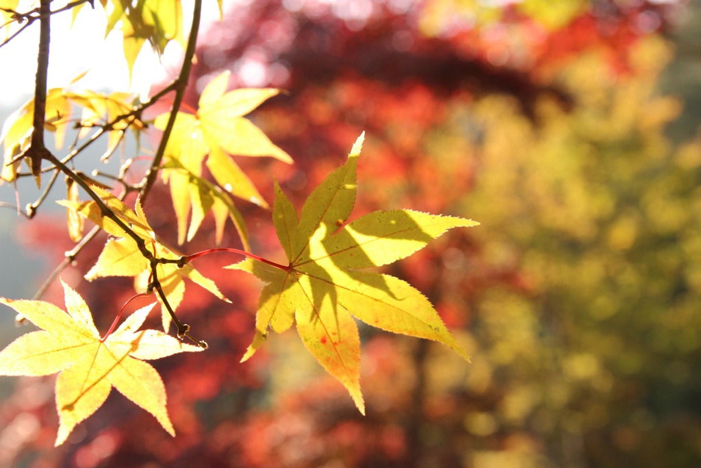 161113鳥居観音（紅葉）