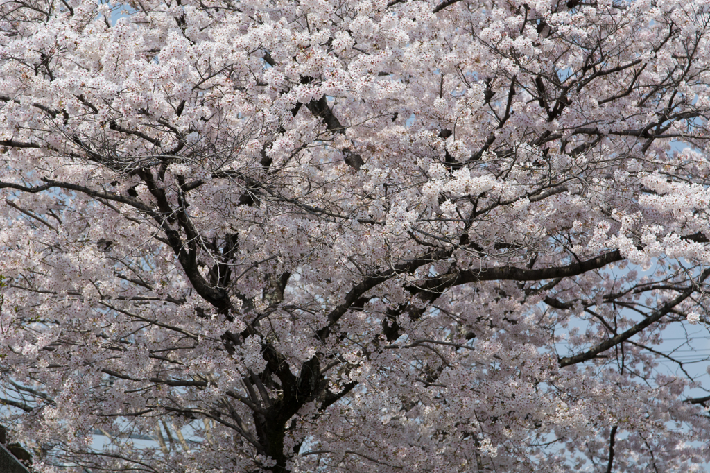 なんでもない桜