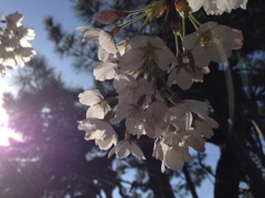 華のある春