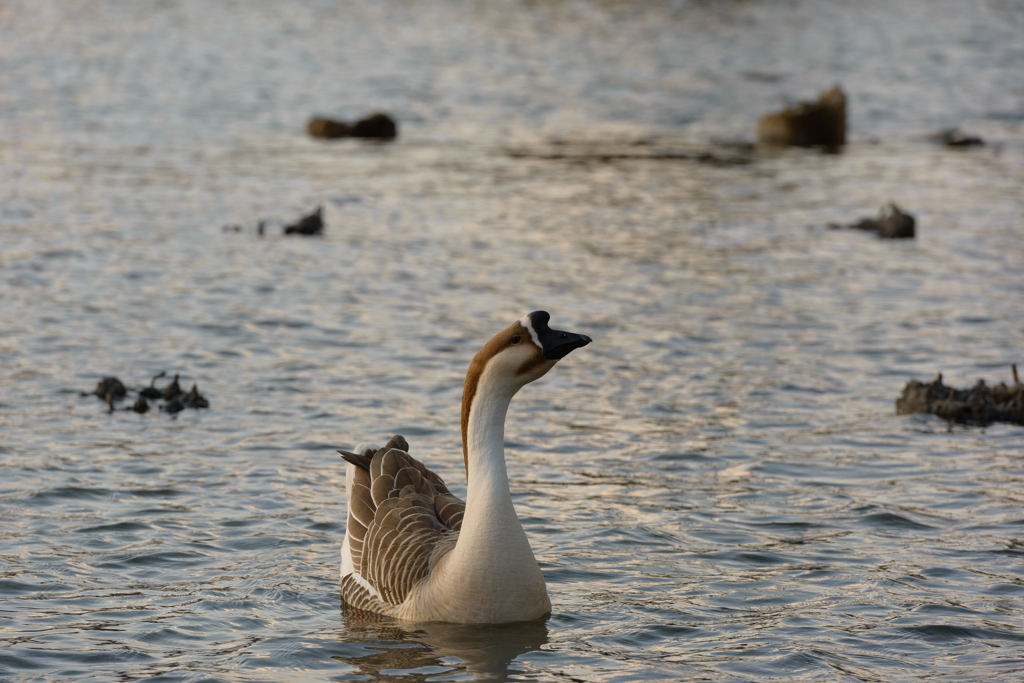 AF-S70-200mm　カモ-9654