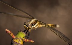 APO180mm　塩辛蜻蛉♀-10497