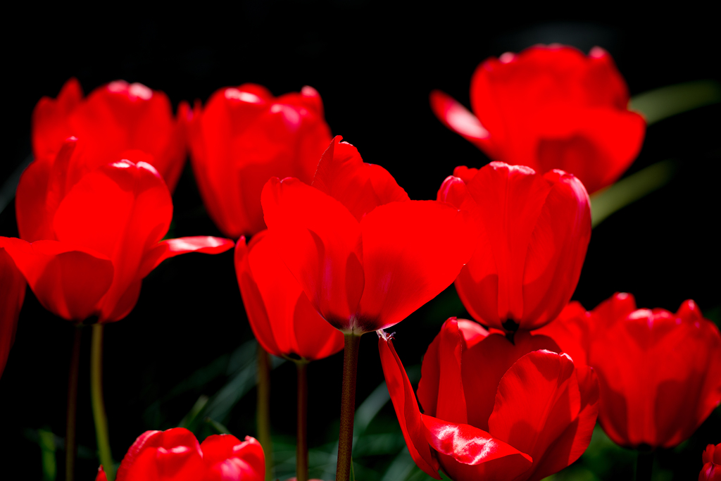 AF-S70-200mm　チューリップ-10163