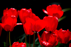 AF-S70-200mm　チューリップ-10163