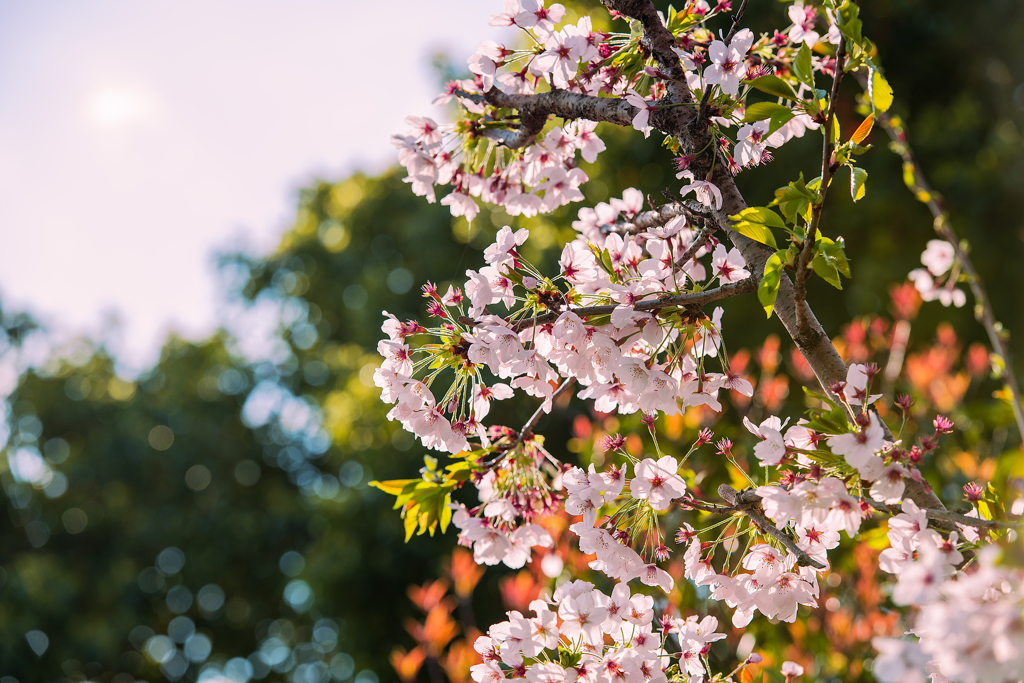 AF-S70-200mm　桜-10156