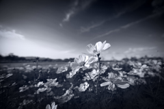 AF-S14-24mm　秋桜-10478