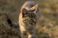 APO180mm　ぬこ-10487