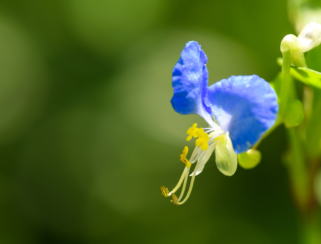 APO180mm　露草-10489