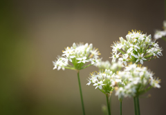 APO180mm　ニラ-10419