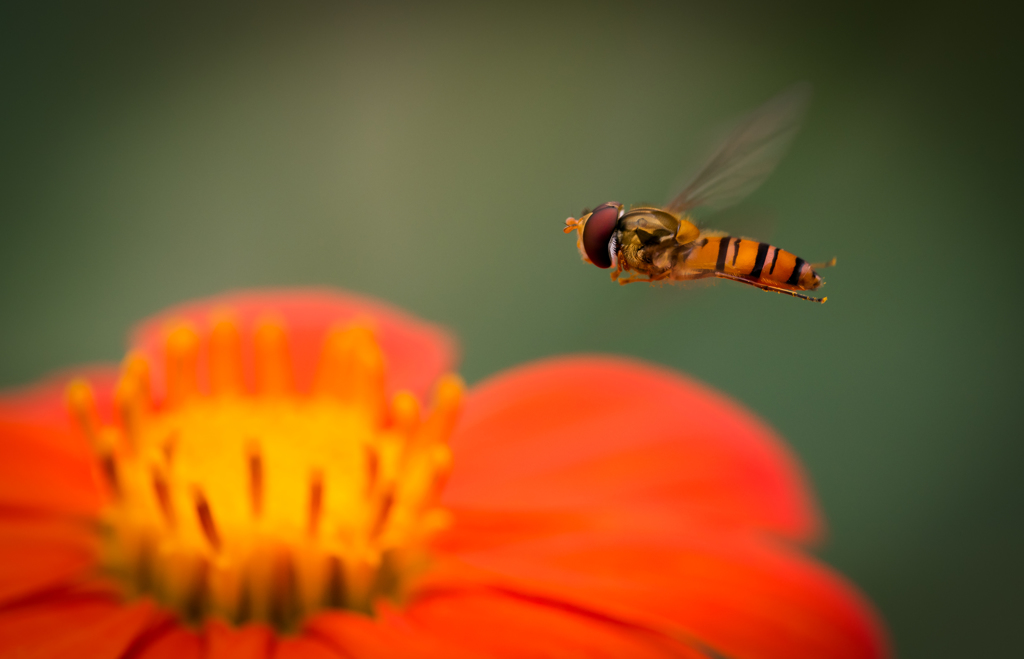 APO180mm  ホソヒラタアブ-10454