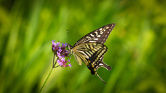 APO180mm　アゲハ蝶-10447