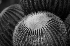 APO180mm　サボテン-10433