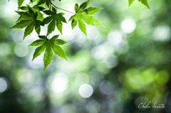 風薫る皐月の日に。