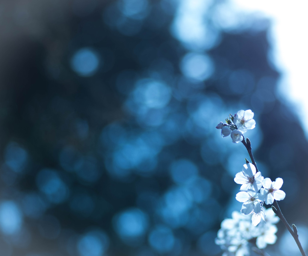 花灯り。