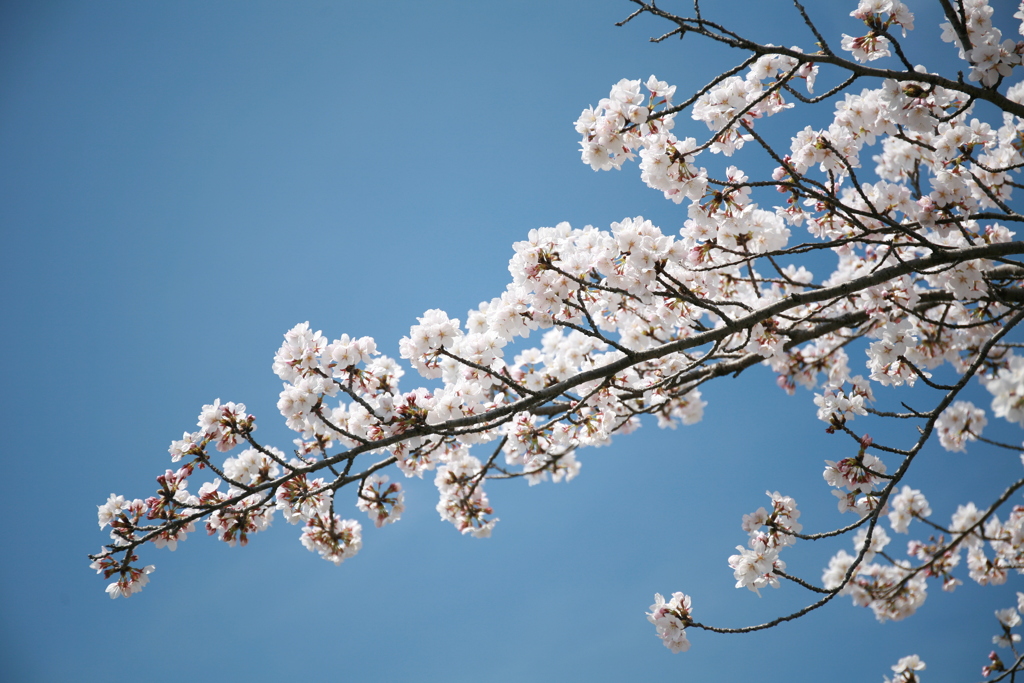 ２０２４桜１