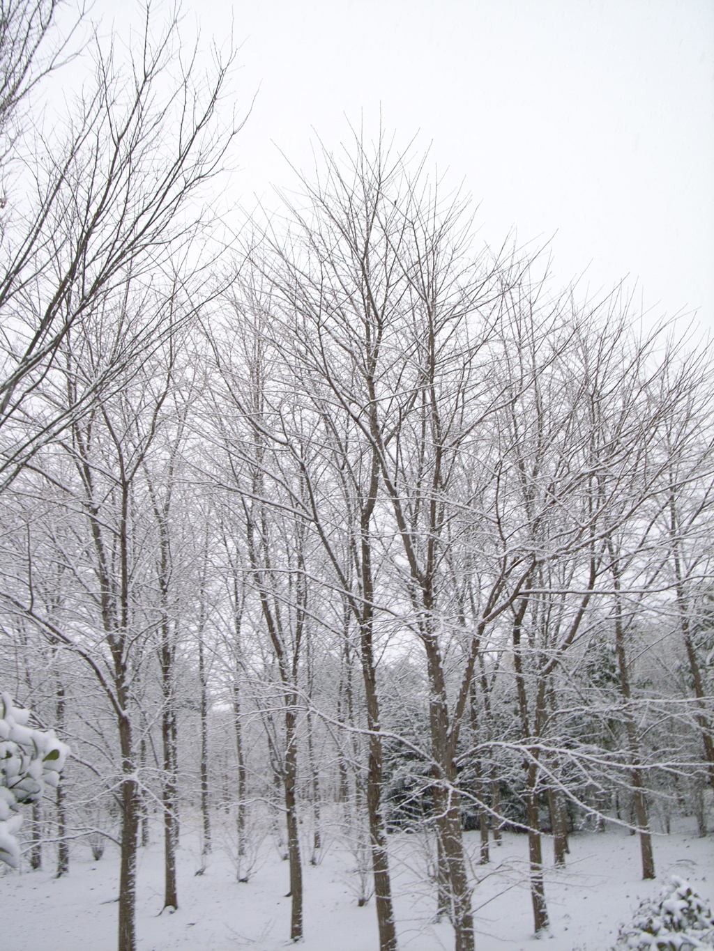 初雪２