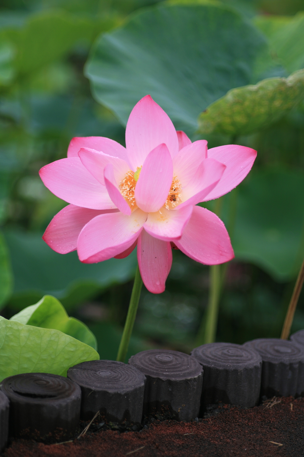 行田古代蓮