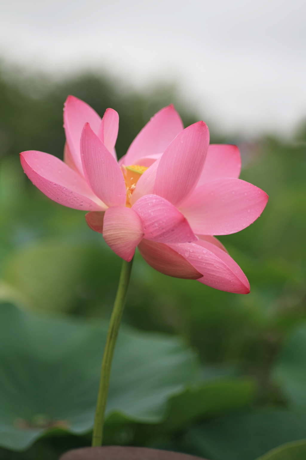 古代蓮5