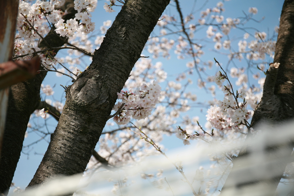 ２０２４桜２