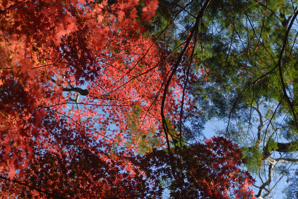 紅葉