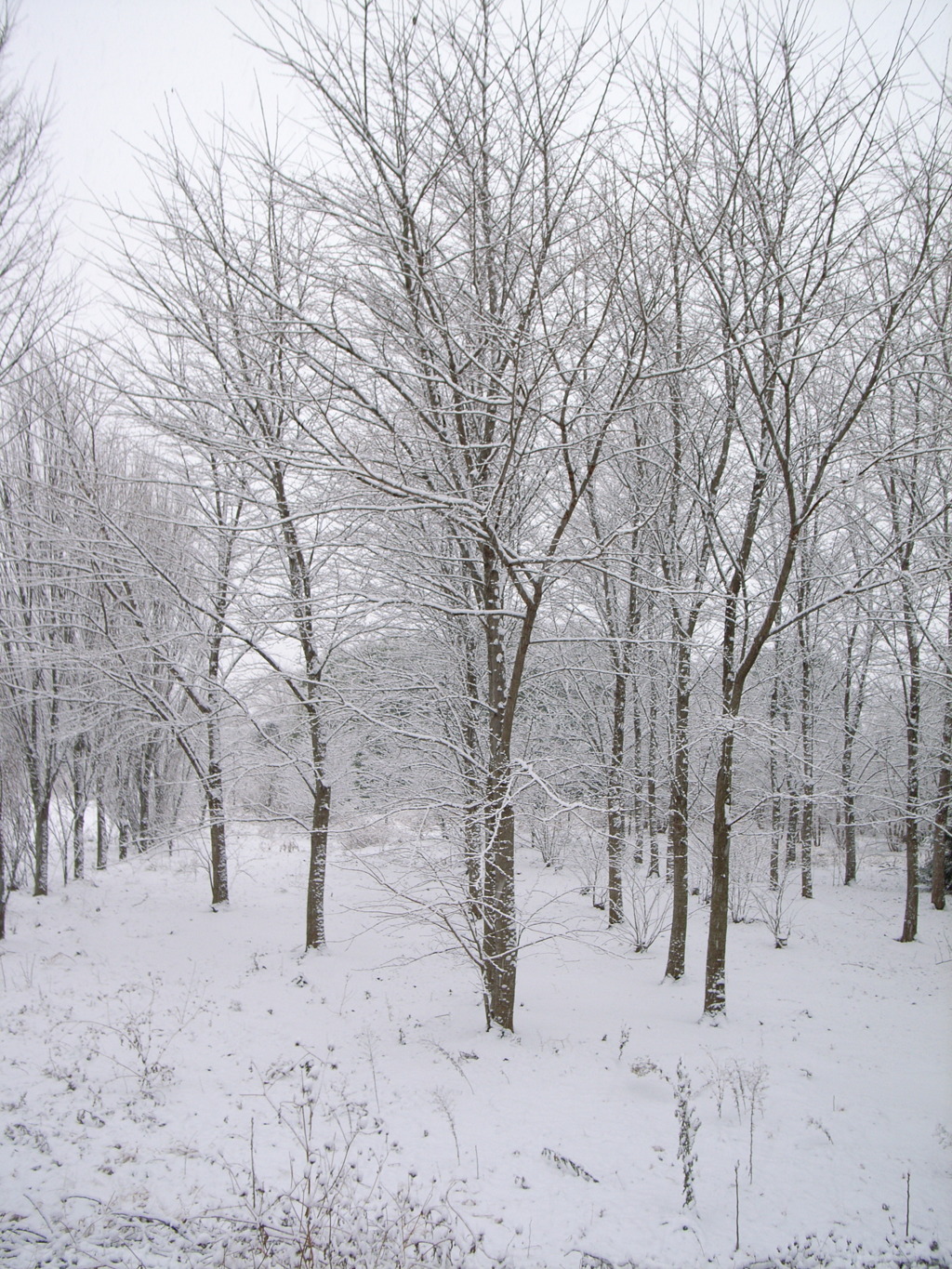 初雪