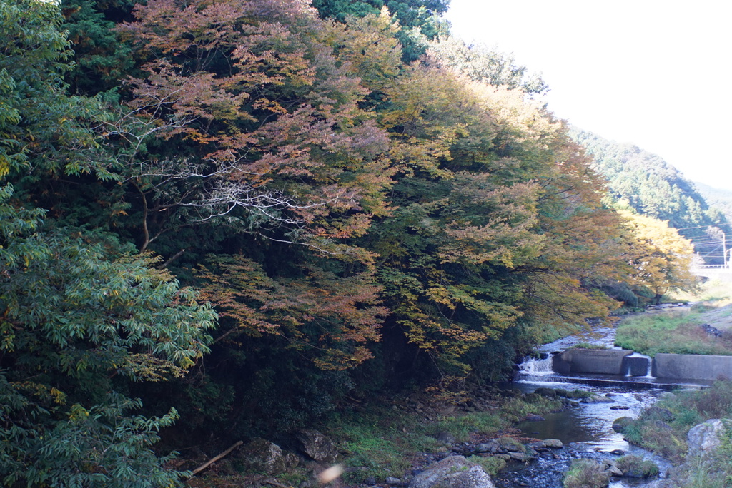 紅葉(東秩父)