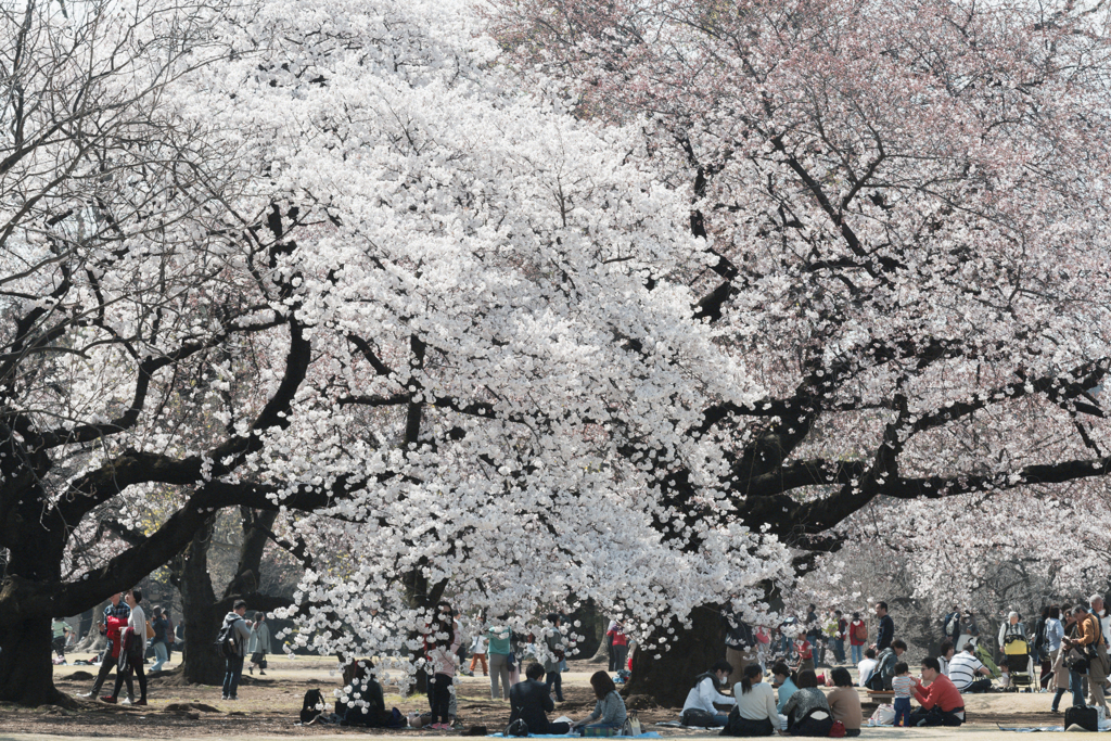 雨桜