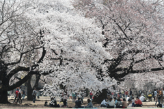 雨桜