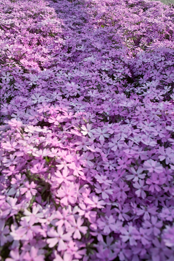 芝桜