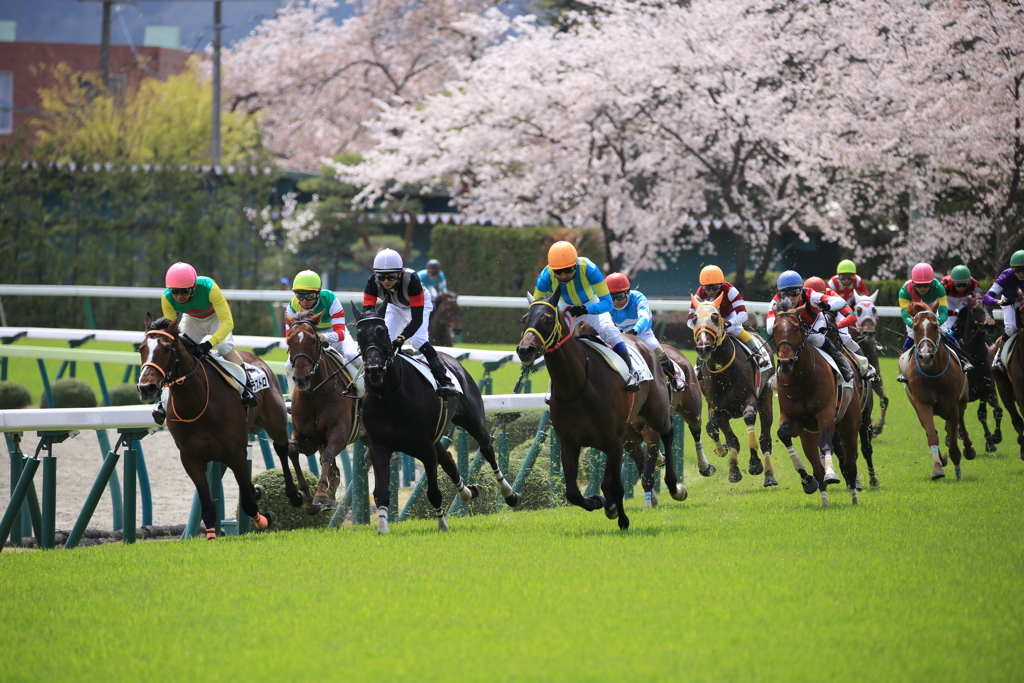 Fukushimakeiba With　桜